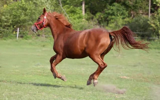 Exploring Yearling Horses