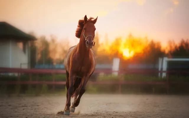 Differences Between Flat Racing and Jump Racing