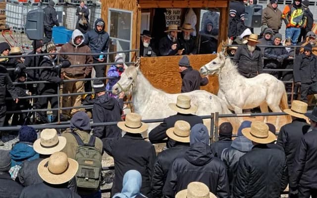 How Horse Auctions Work: A Comprehensive Guide