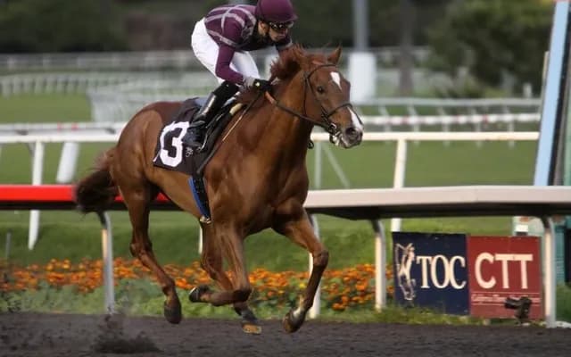 The Anatomy of a Racehorse