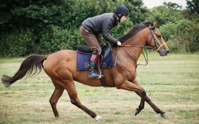 Trainer Focus: Ruth Jefferson: Newstead Cottage Horses to Follow