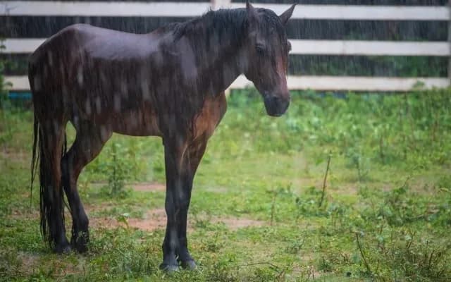 What Does Gelded Mean in Horse Racing?