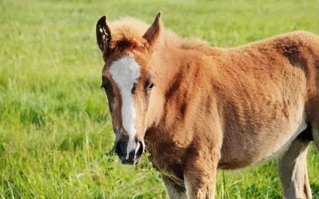 What is Foal Horse?