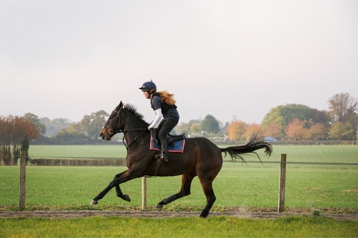 2025 William Hill Top Price Guarantee Handicap Hurdle: Ten-Year Trends and Betting Tips