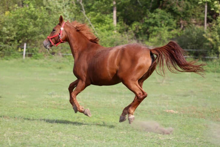 Exploring Yearling Horses