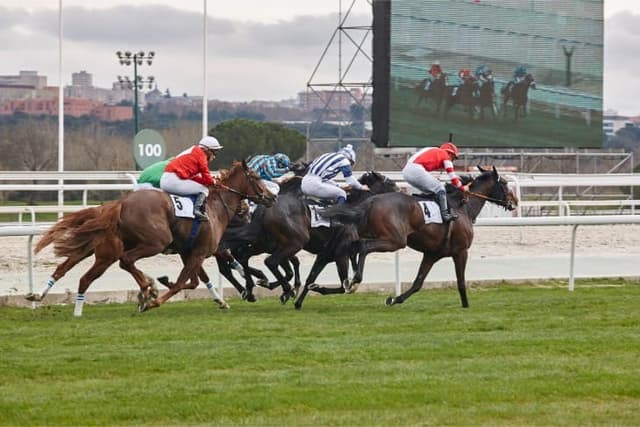 Cheltenham Races Paddock Cheltenham November Meeting 2024 - Paddock Punter | Paddock Punter