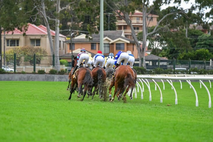 The Mighty American Paint Horse: Beauty and Brawn on the Track